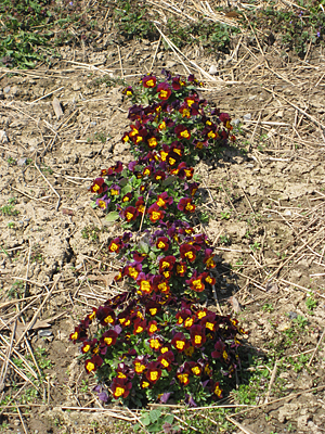 pansy mulched